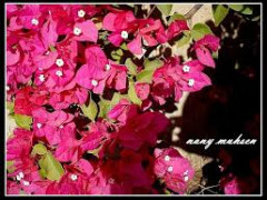 انخفاض طفيف  على درجات الحرارة ويبقى الجو صيفيا حارا نسبياً