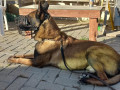 مقُتل الكلب "دجانغو" صباح اليوم في عملية في نابلس