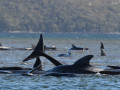 نفوق مئات الحيتان الطيارة في أكبر حدث من نوعه بتاريخ أستراليا (صور)