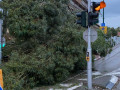 سقوط  شجرة في شارع راؤول والنبرغ في زاوية شارع 921