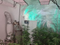 مختبر تحت الأرض لزراعة الماريجوانا كان مخبأ تحت مطبخ المنزل