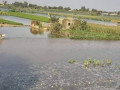 فيضان النيل يصل مصر بعد السودان